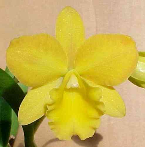 Potinara Free Spirit